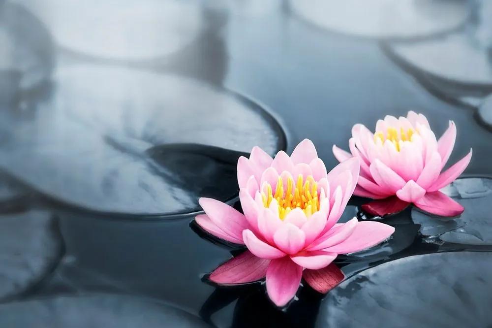 Fototapeta lotosový kvet v jazere - 150x100