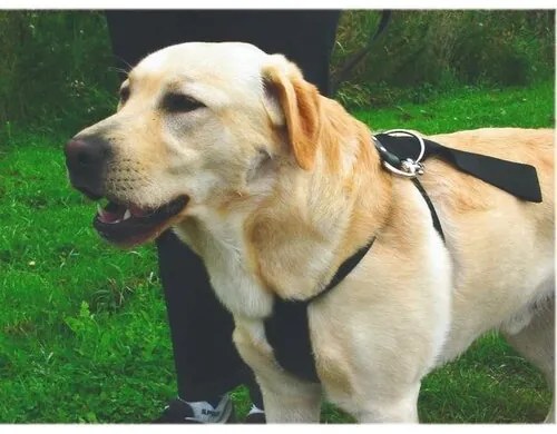 Beeztees Bezpečnostný postroj do auta, veľ. S