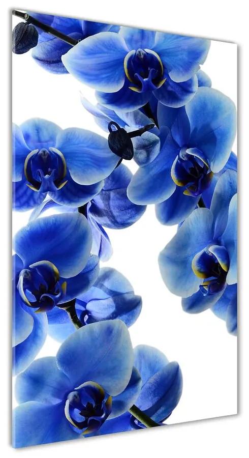 Foto obraz akrylový Modrá orchidea pl-oa-70x140-f-108719239