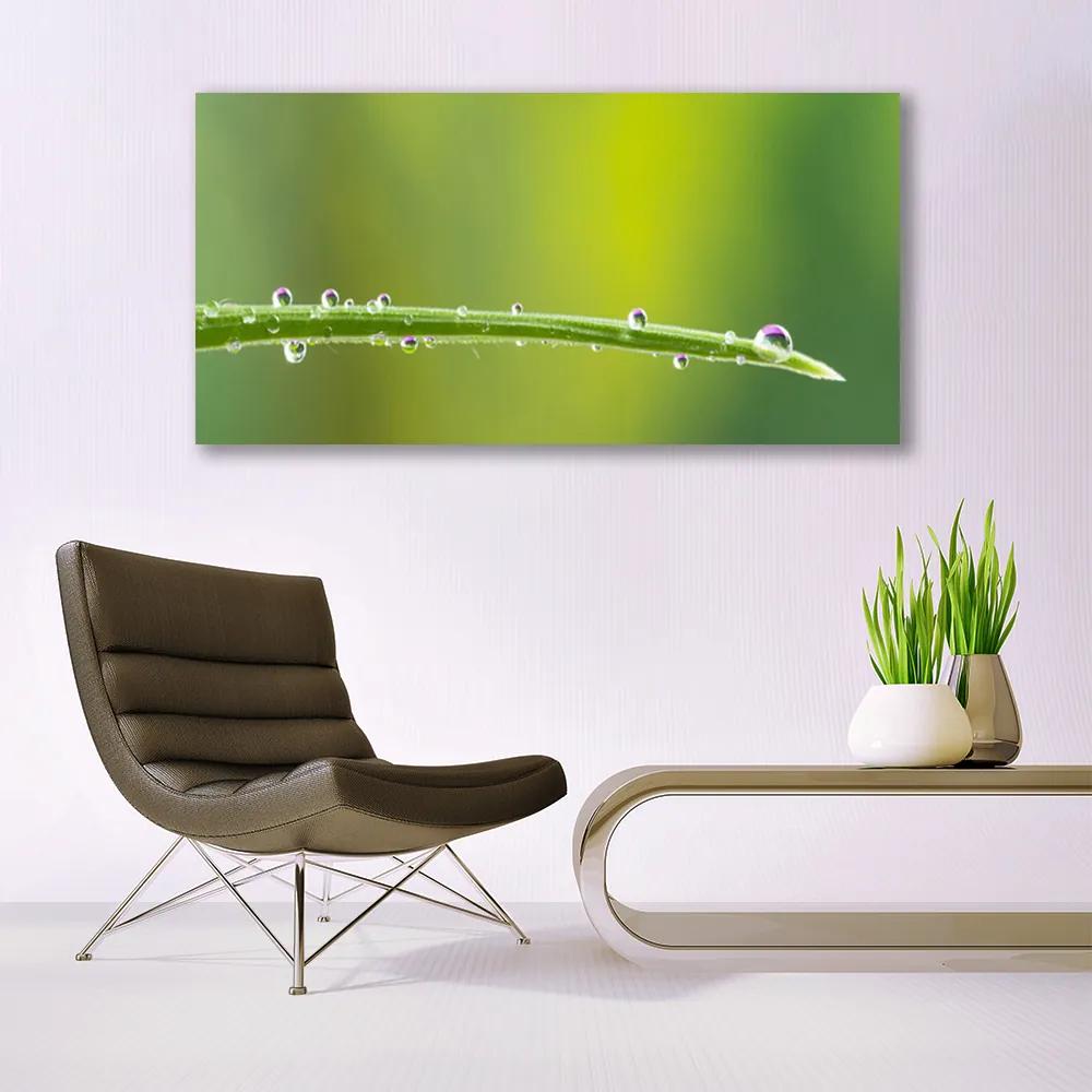 Obraz plexi Kvapka rosy na tráve 120x60 cm