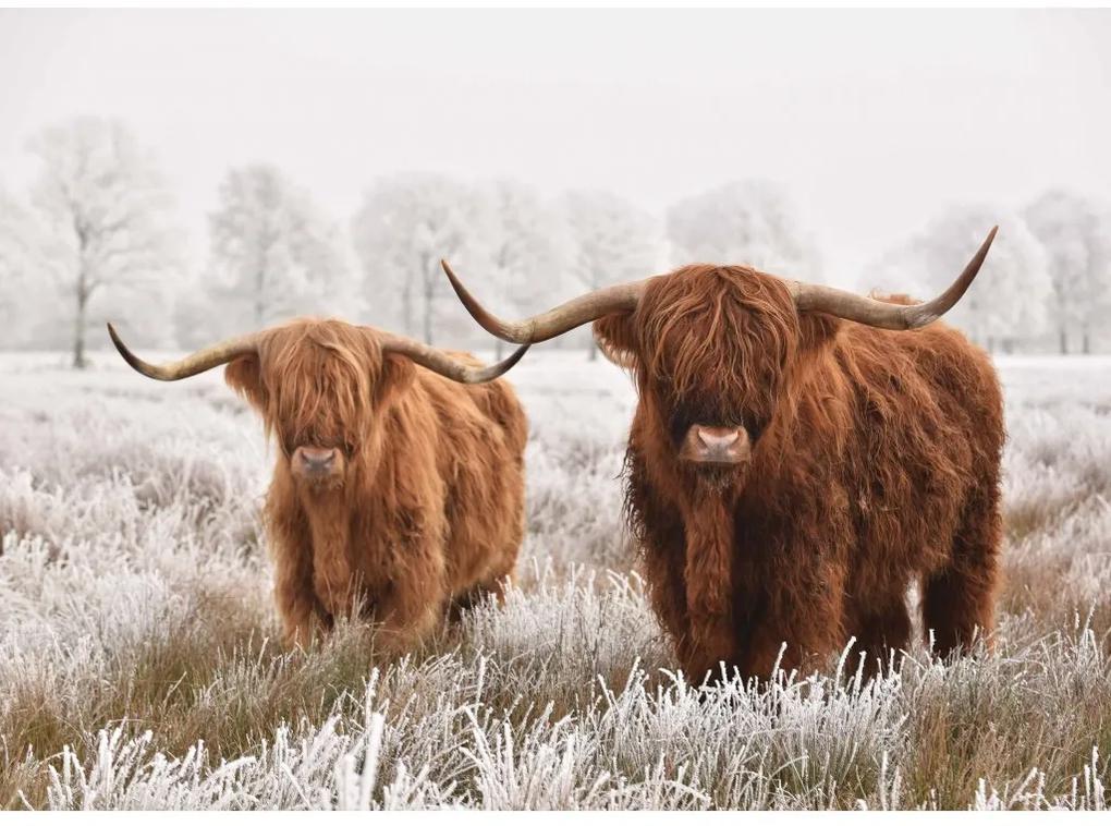 Fototapeta na stenu Scottish cattle