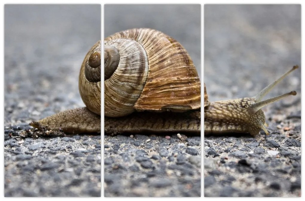 Ulita slimáka, obraz na stenu