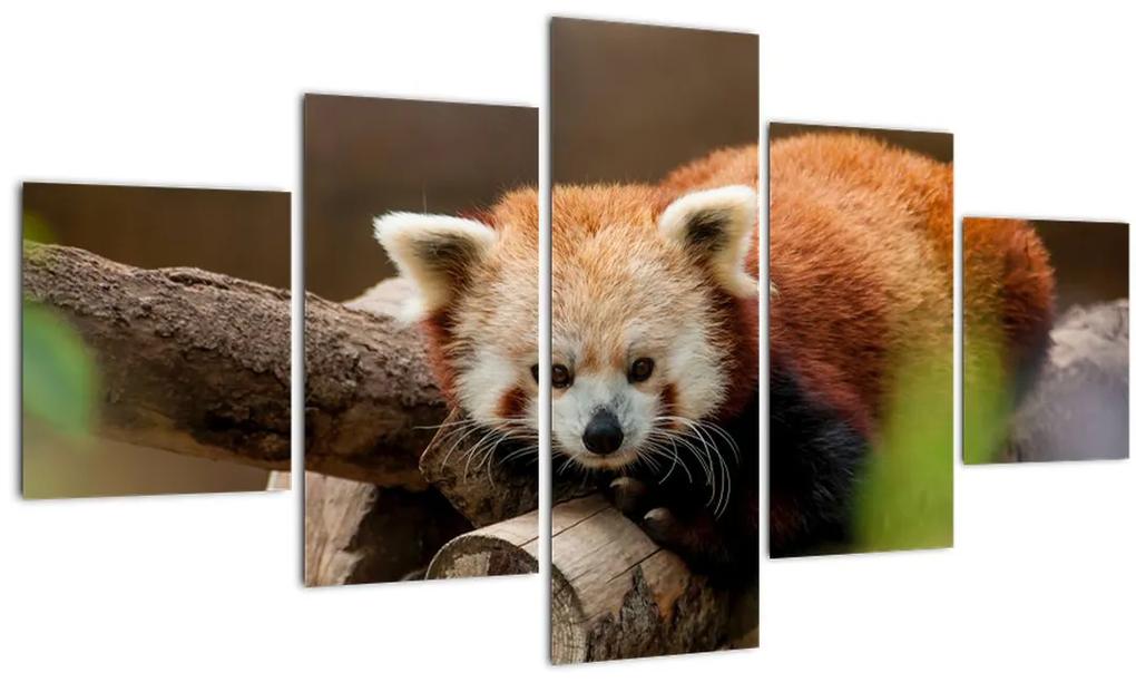 Obraz pandy červenej (125x70 cm), 40 ďalších rozmerov