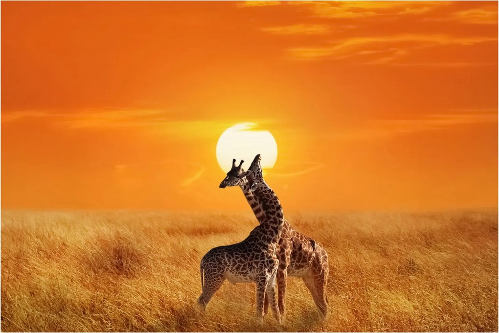 Obraz - Žirafy v národnom parku Serengeti (90x60 cm)