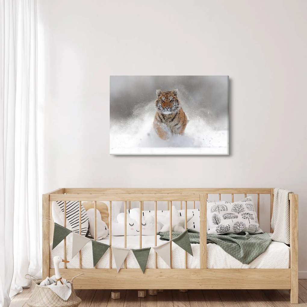 Obraz bežiaceho tigra v snehu (90x60 cm)