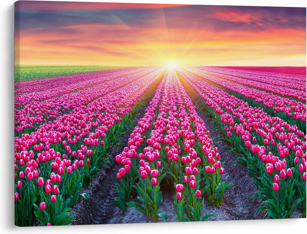 Obraz poľa tulipánov so slnkom (70x50 cm)