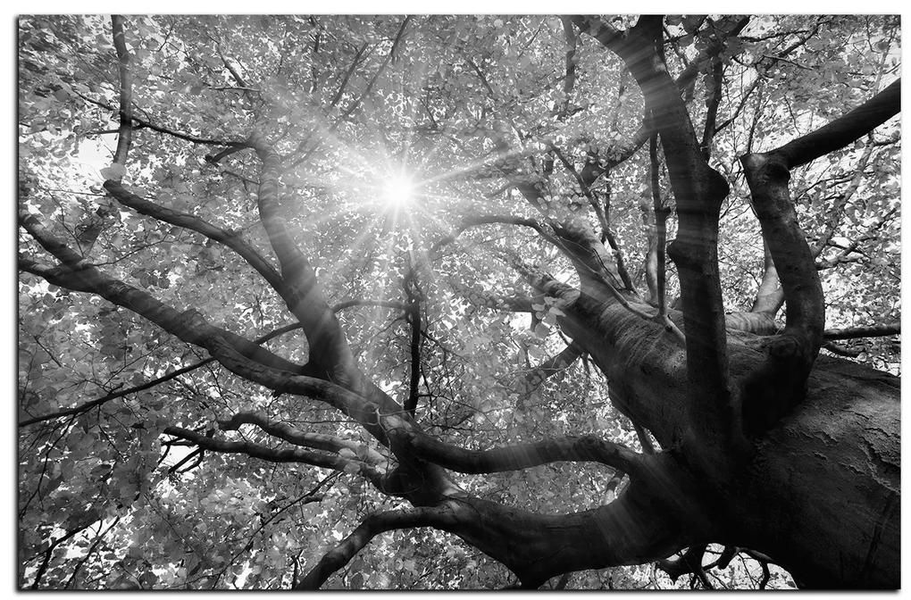 Obraz na plátne - Slnko cez vetvi stromu 1240QA (75x50 cm)