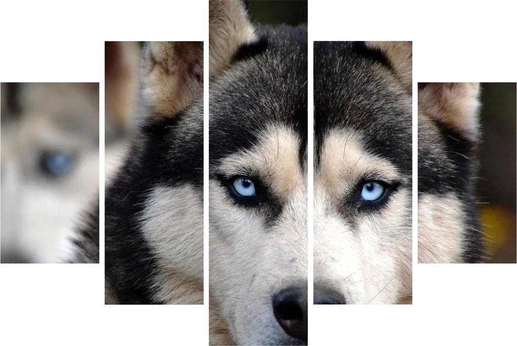 Obraz psa husky (150x105 cm)