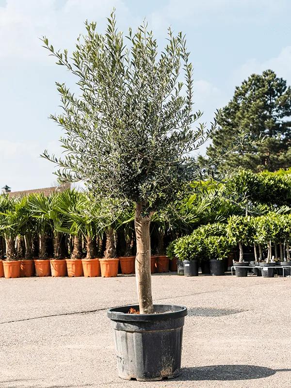 Olivovník Olea europaea Stem 45x180 cm