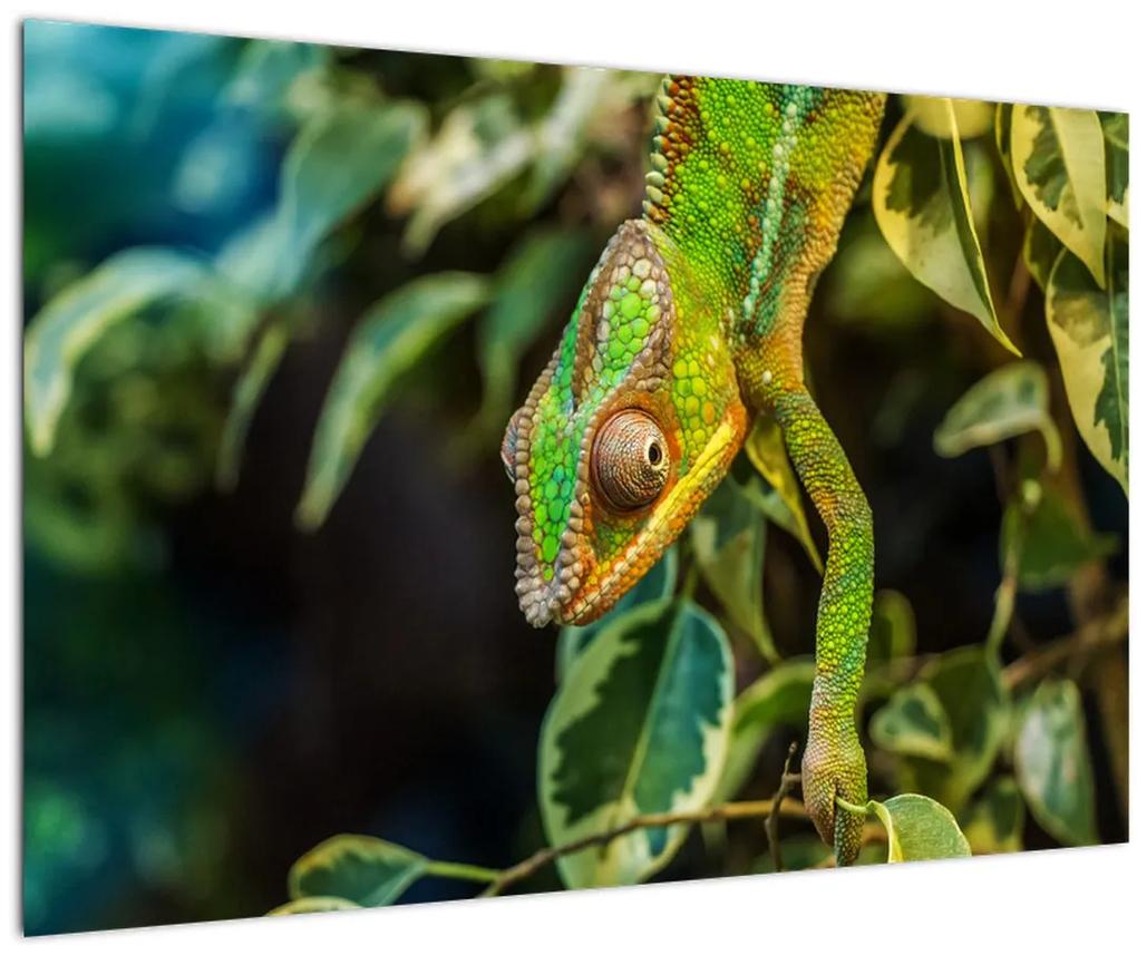 Obraz chameleóna (90x60 cm)