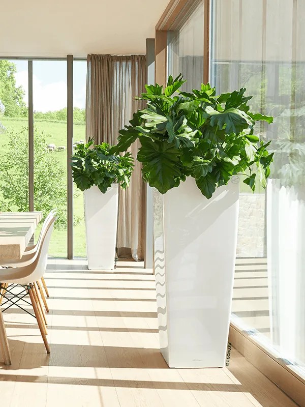 Philodendron Selloum Bush 24x120 cm