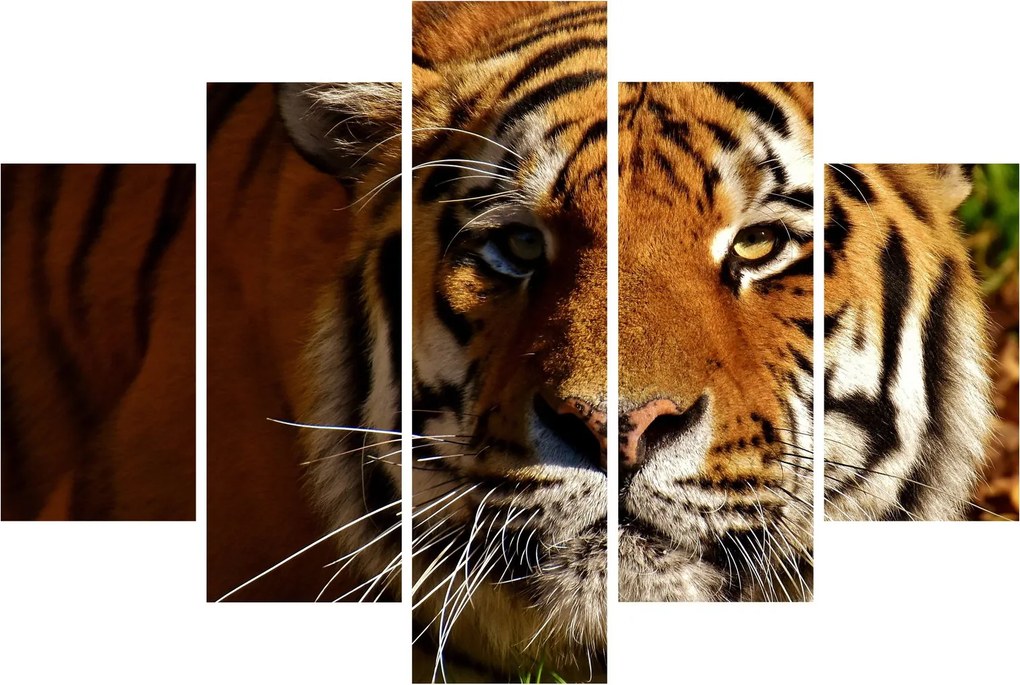 Obraz tigra (150x105 cm)