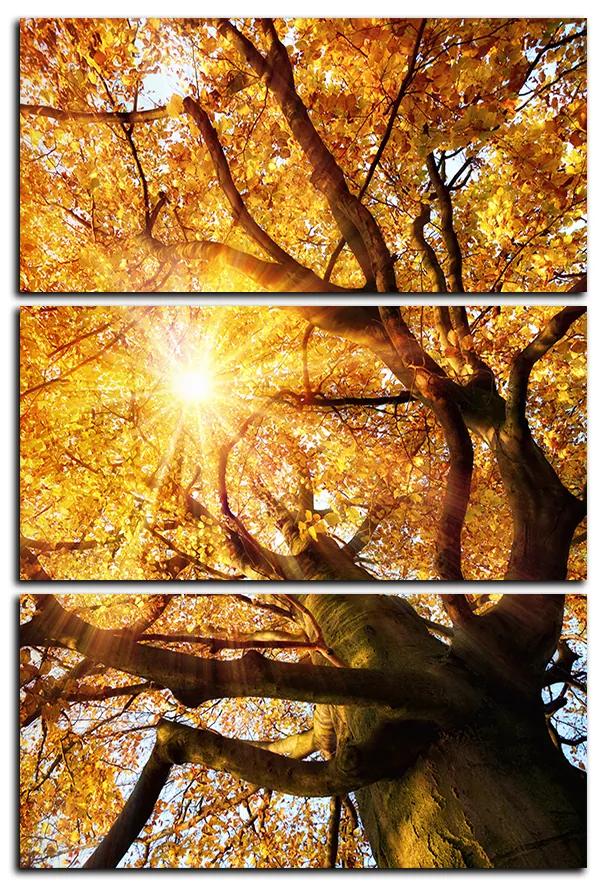 Obraz na plátne - Slnko cez vetvi stromu - obdĺžnik 7240B (90x60 cm  )
