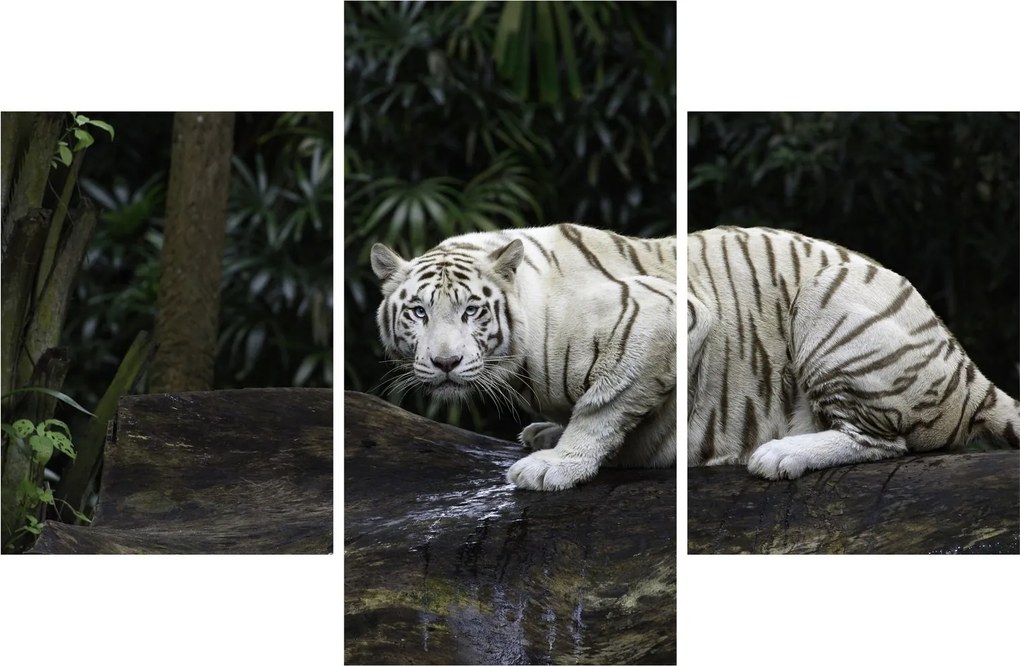 Obraz - Tiger albín (90x60 cm)