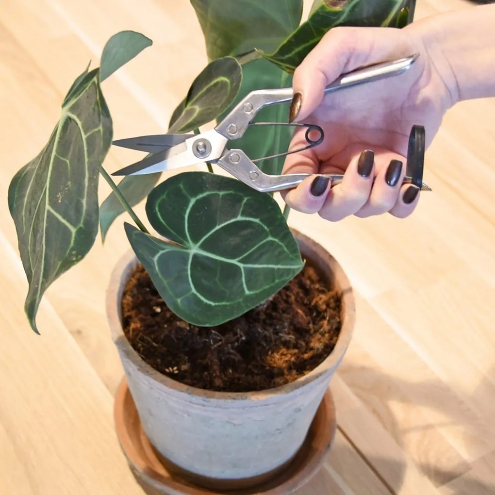 Esschert Design Záhradné nožnice Zak, strieborná