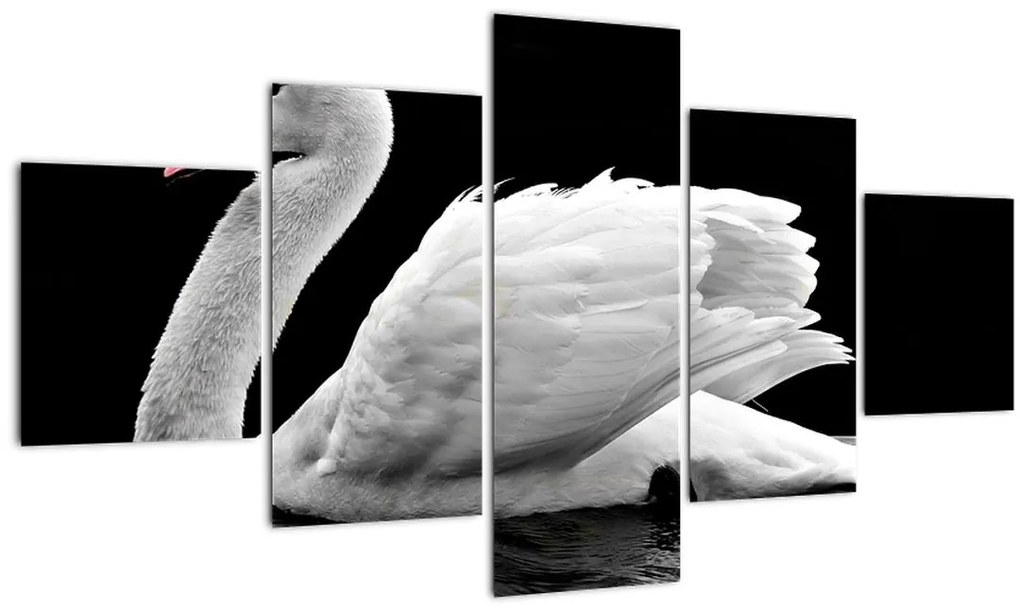 Obraz čiernobielej labute (125x70 cm), 40 ďalších rozmerov