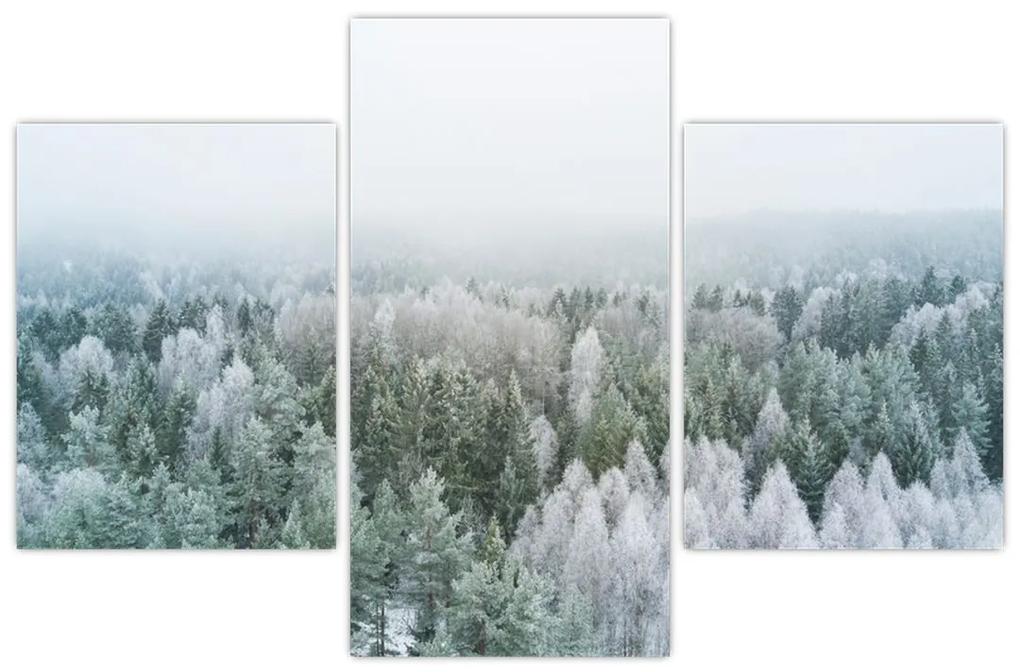 Obraz - Zasnežené vrcholky lesov (90x60 cm)