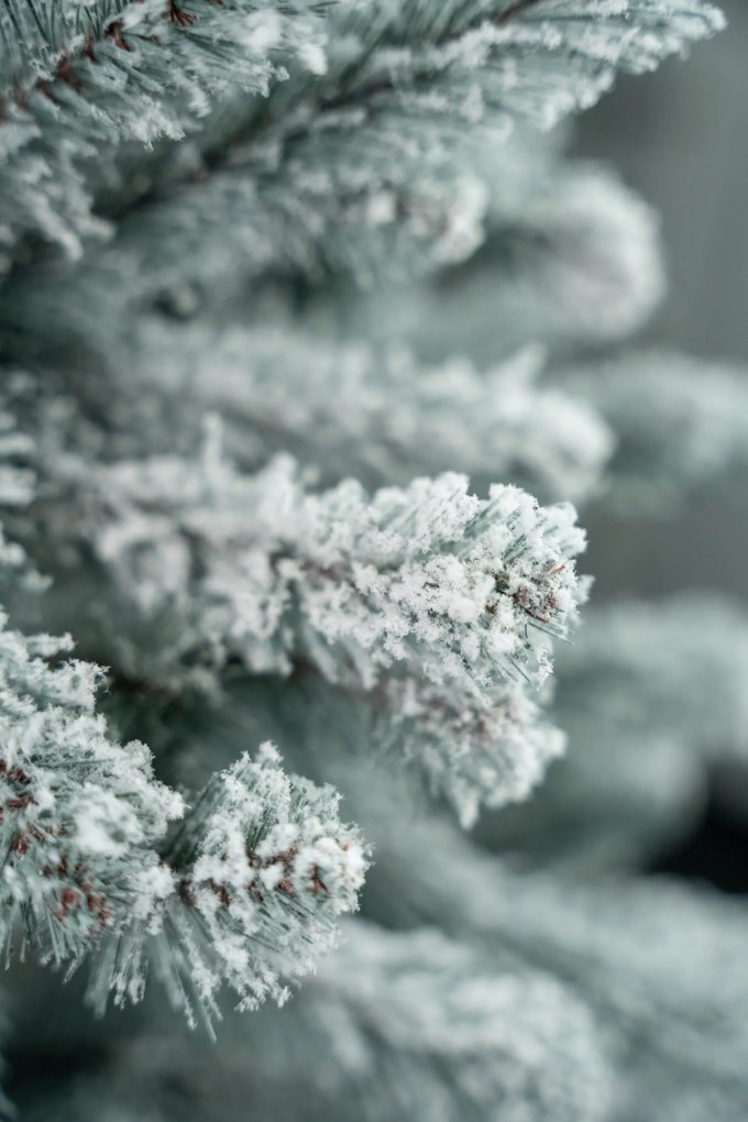 Limpol Jedľa Eliza 1,80 m zasnežená