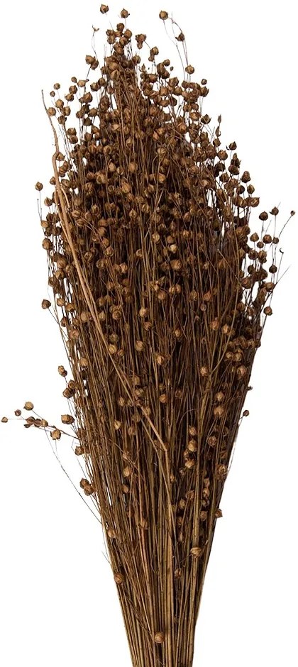 Béžová kytica sušený ľan - 60 cm (100 gr)