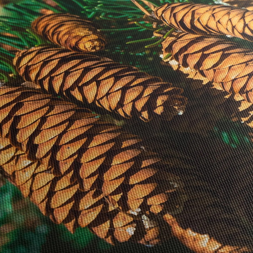Obraz šišiek (150x105 cm)