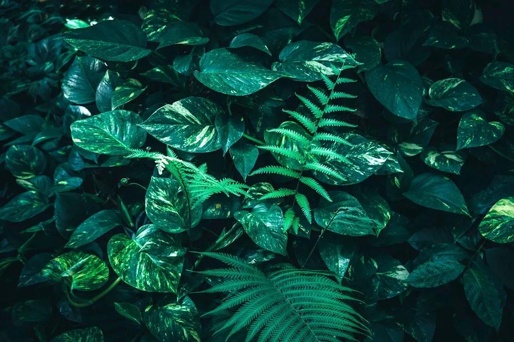 Samolepiaca fototapeta svieže tropické listy