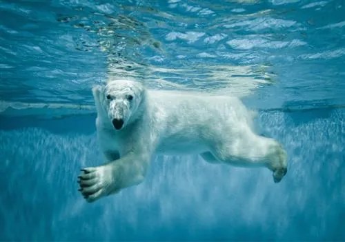 Vliesové fototapety 12621 V8, rozmer 368 cm x 254 cm, ľadový medveď vo vodě, IMPOL TRADE