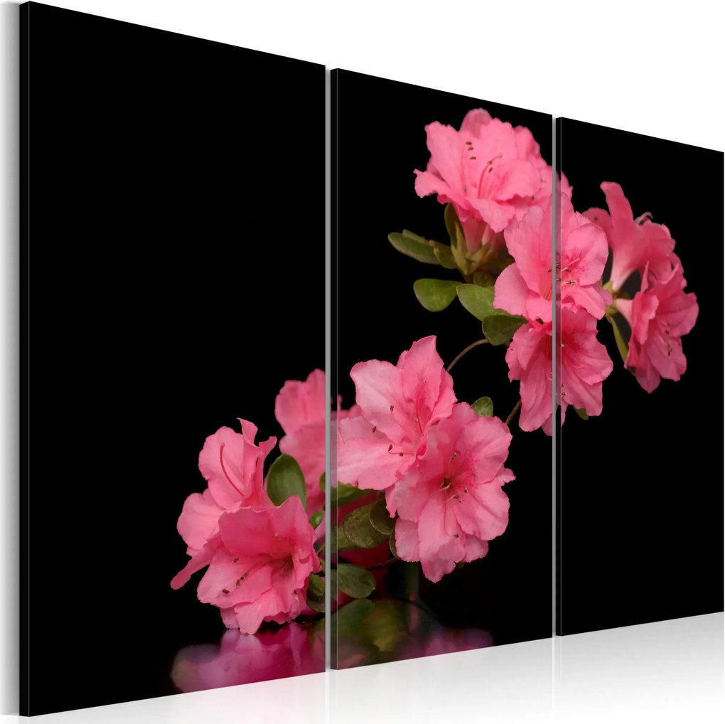 Obraz - A pink cherry flower 60x40