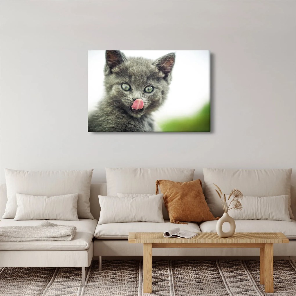 Obraz oblizujícího sa mačiatka (90x60 cm)