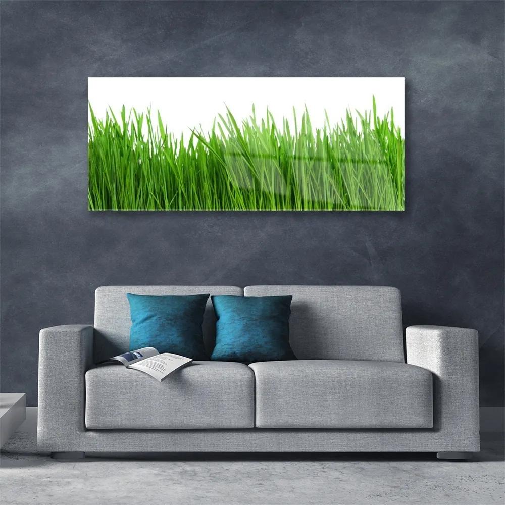 Obraz na akrylátovom skle Tráva rastlina príroda 125x50 cm