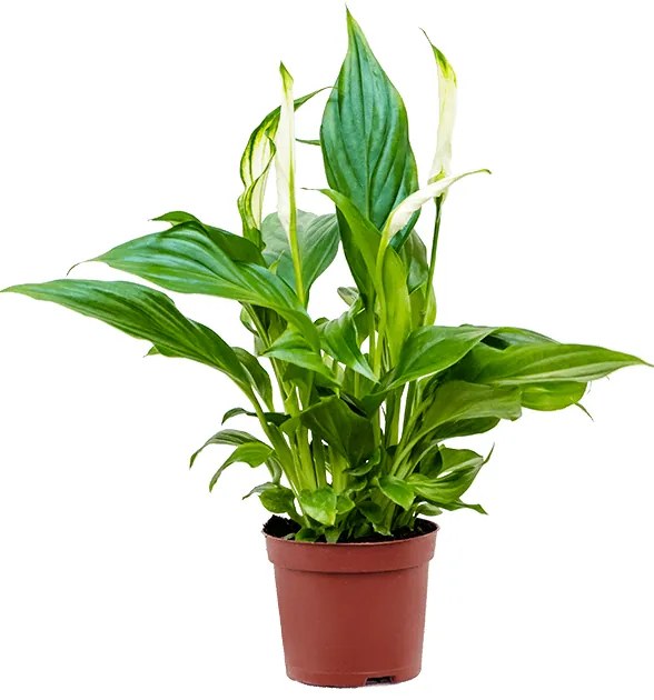 Spathiphyllum pearl cupido 12/tray 9x45 cm