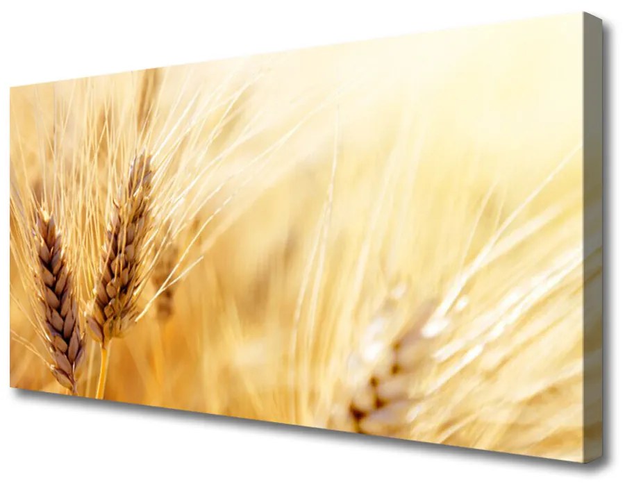 Obraz Canvas Pšenica rastlina príroda 140x70cm