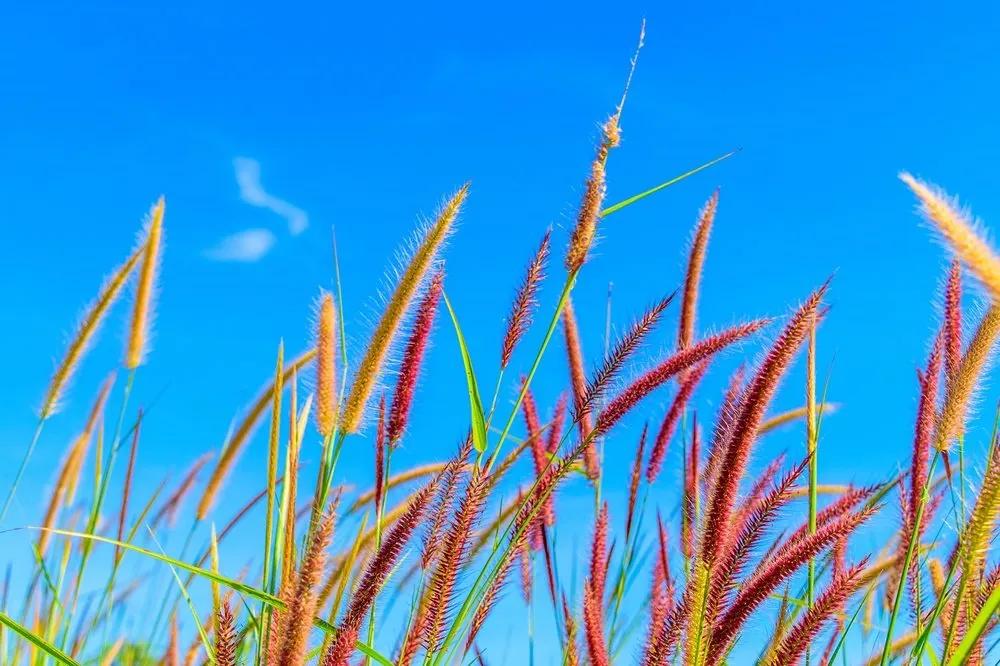 Fototapeta divoká tráva pod oblohou - 225x150