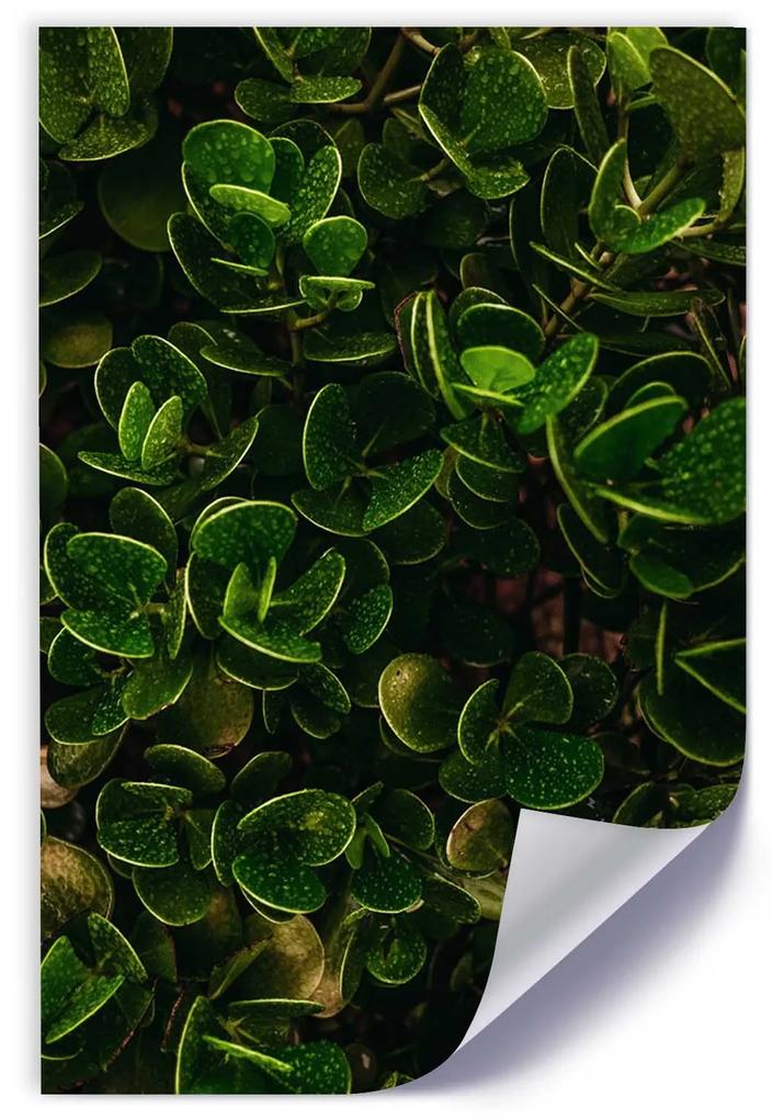 Gario Plagát Zelená rastlina s listami Farba rámu: Bez rámu, Rozmery: 20 x 30 cm