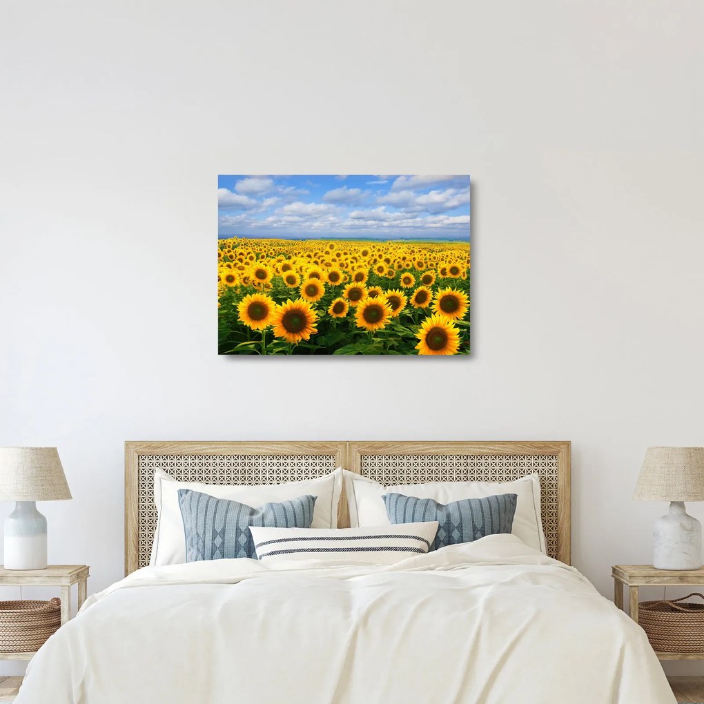 Sklenený obraz slnečnicového poľa (70x50 cm)