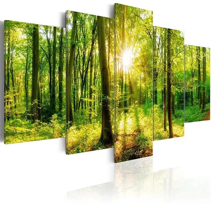Obraz - Forest Tale Veľkosť: 225x112.5, Verzia: Premium Print