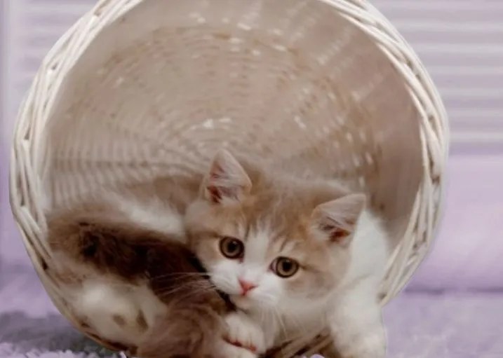 Bavlnené obliečky Homa BILI SKEP 3-dielna sada 140x200 cm