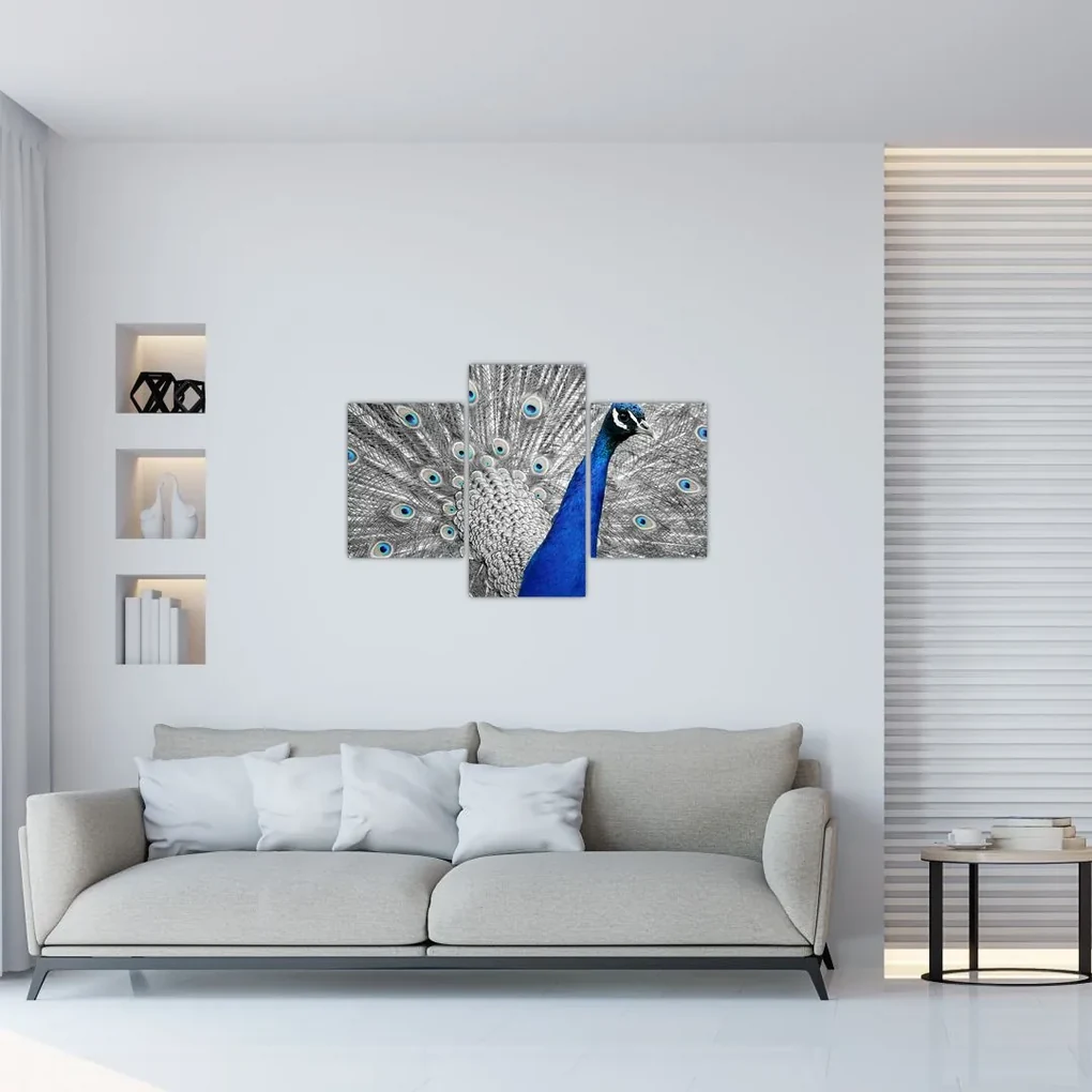 Obraz - modrý páv (90x60 cm)