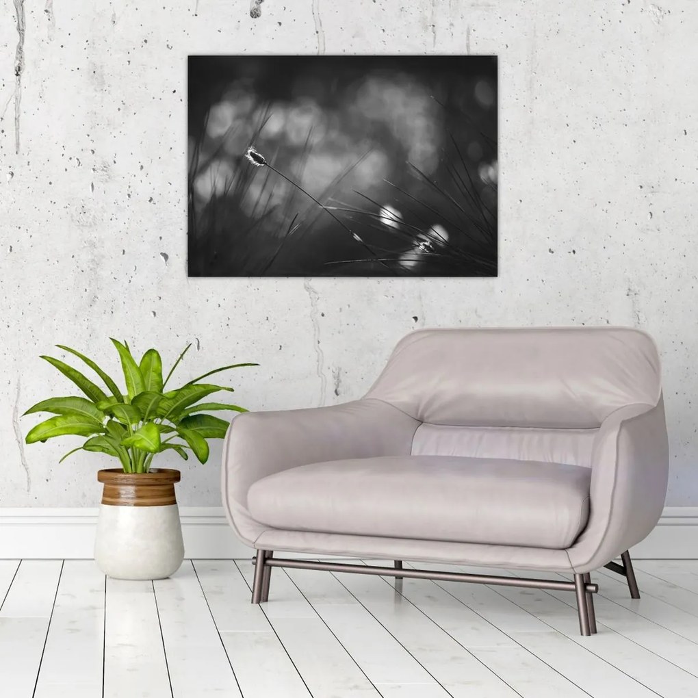 Sklenený obraz - Lúčna tráva (70x50 cm)