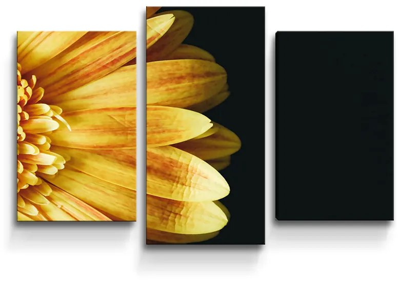 Sablio Obraz - 3-dílný Žltá gerbera - 75x50 cm