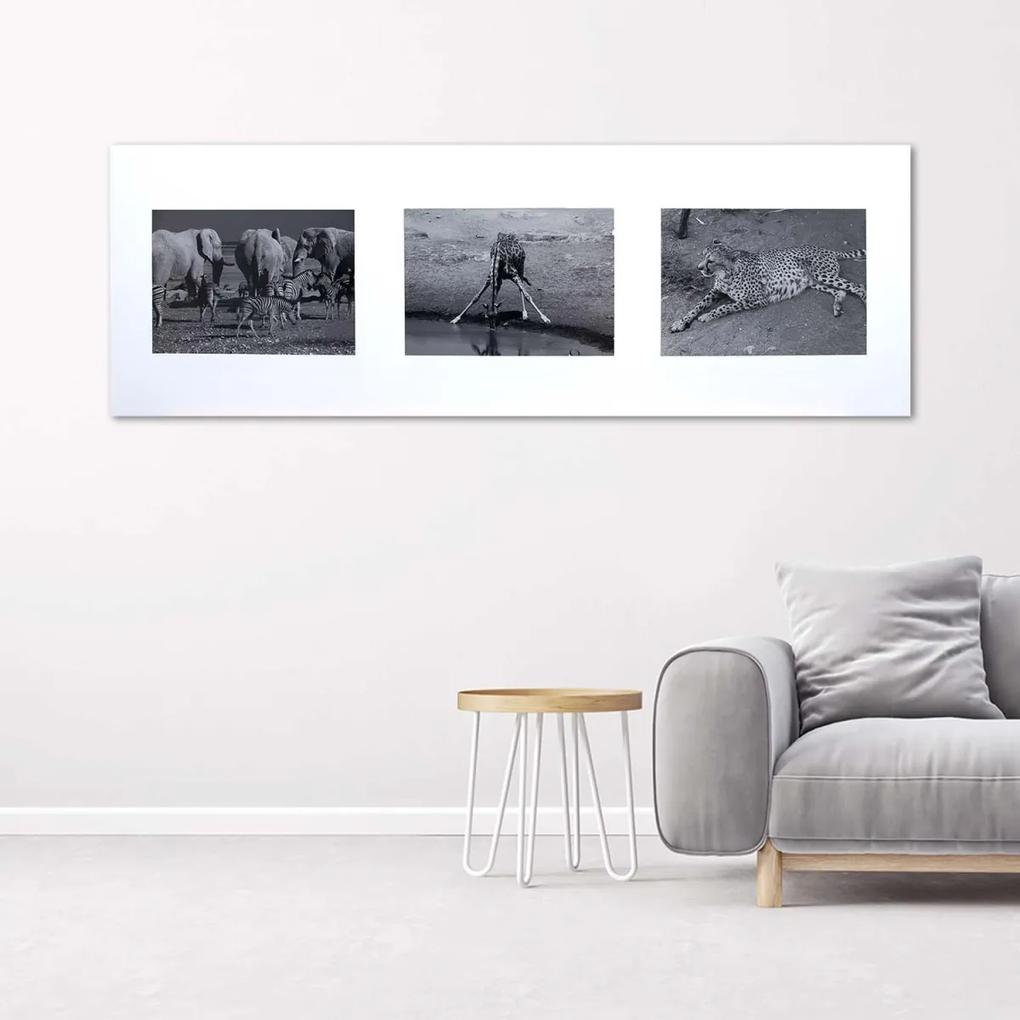 Obraz na plátně Afrika Zvířata Černá Bílá - 150x50 cm