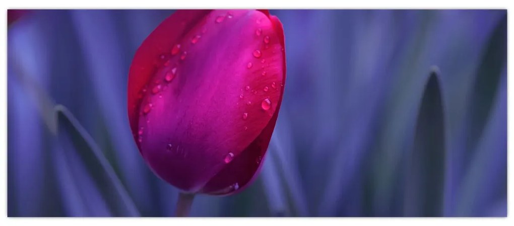 Obraz pupete tulipánu (120x50 cm)