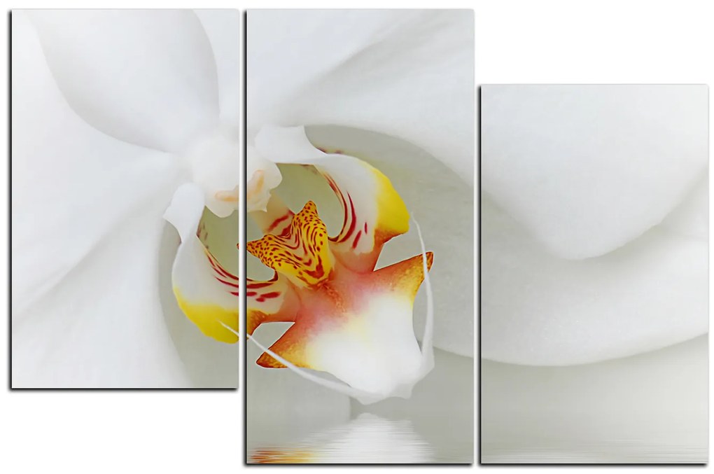 Obraz na plátne - Detailný záber bielej orchidey 1223D (105x70 cm)