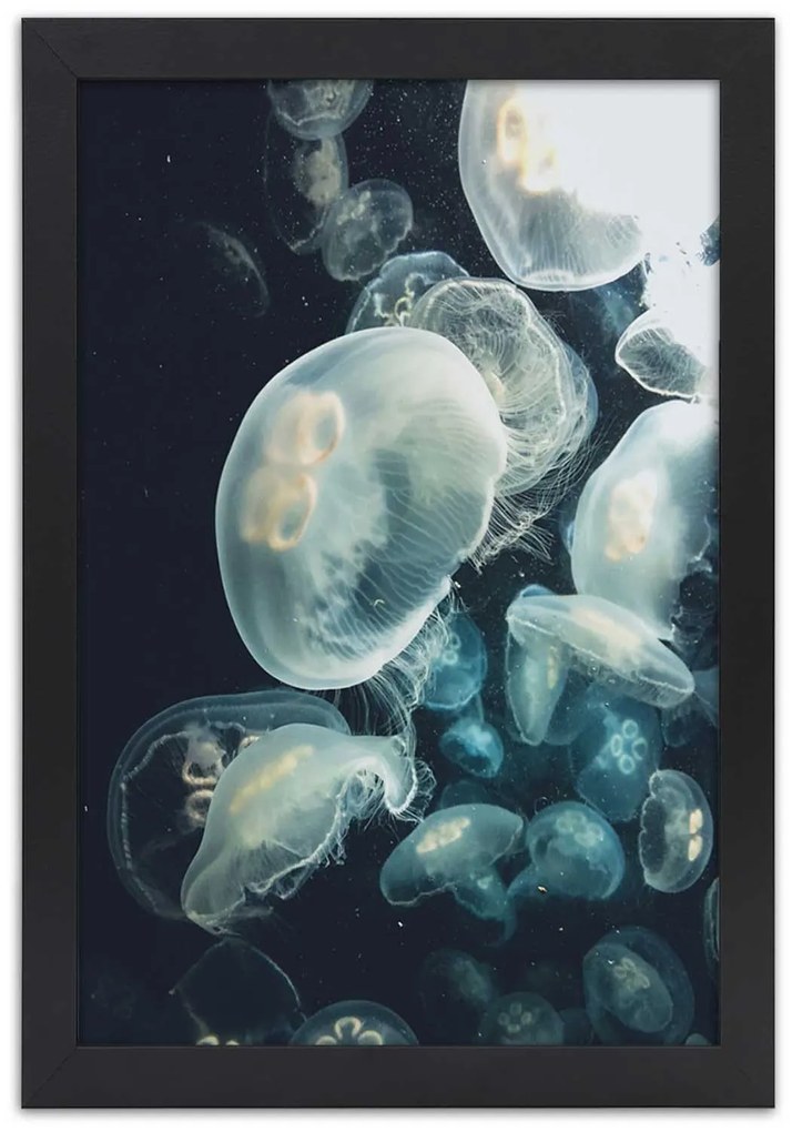 Gario Plagát Plávajúce medúzy Farba rámu: Bez rámu, Rozmery: 30 x 45 cm