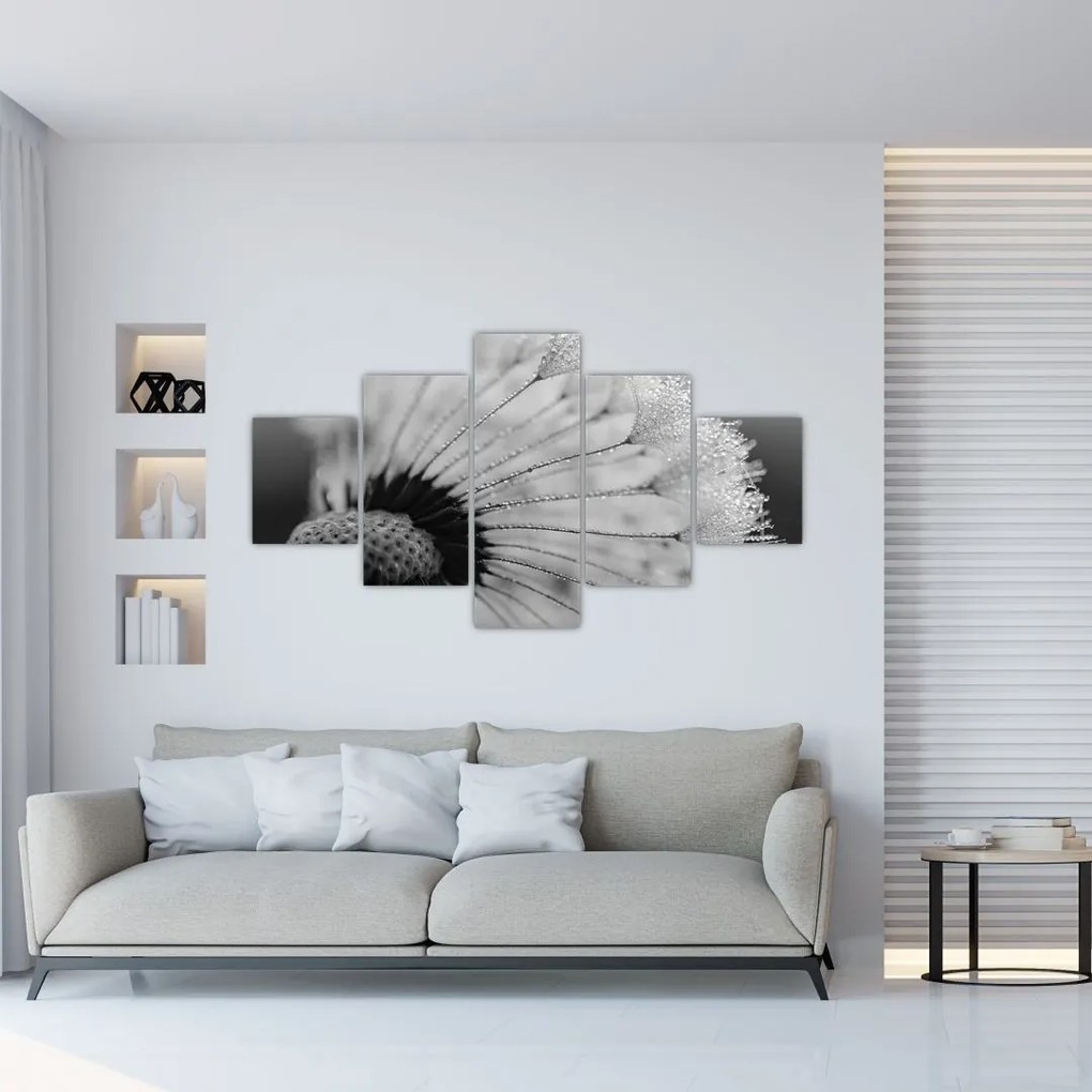 Obraz púpavy - čiernobiely (125x70 cm), 40 ďalších rozmerov