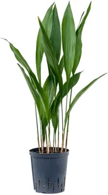 Aspidistra elatior 18/19 v.90 cm