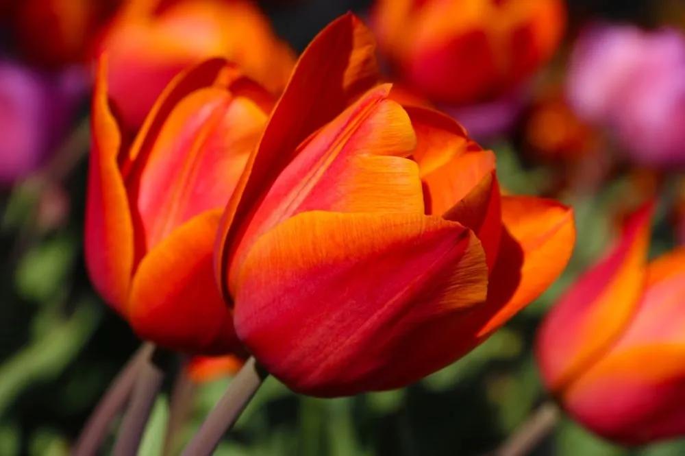 Fototapeta nádherné tulipány na lúke - 450x300