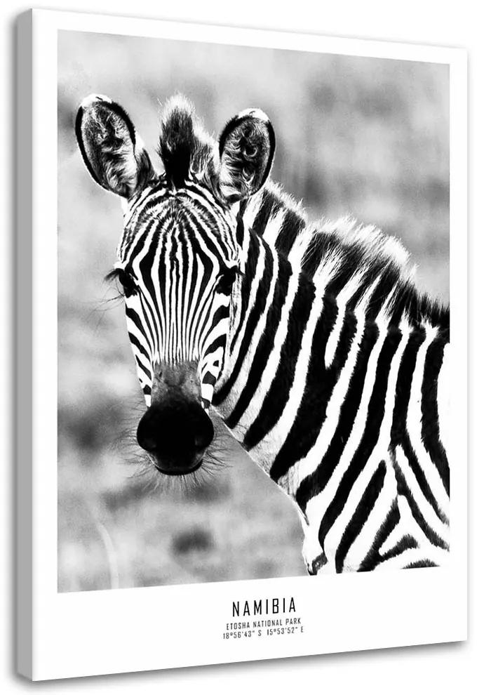 Obraz na plátně Zebra Zvířata Příroda - 40x60 cm