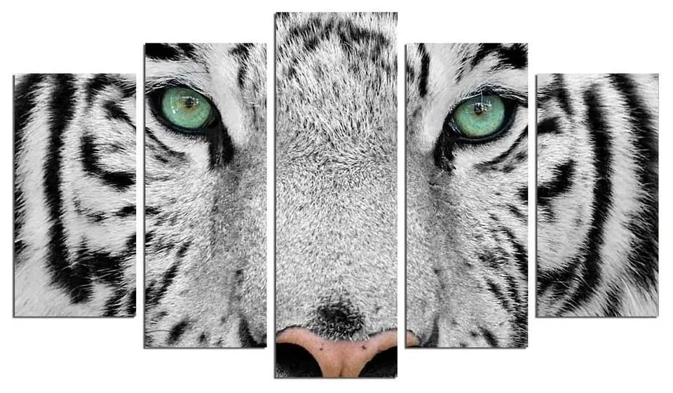 Viacdielny nástenný obraz Snow Tiger