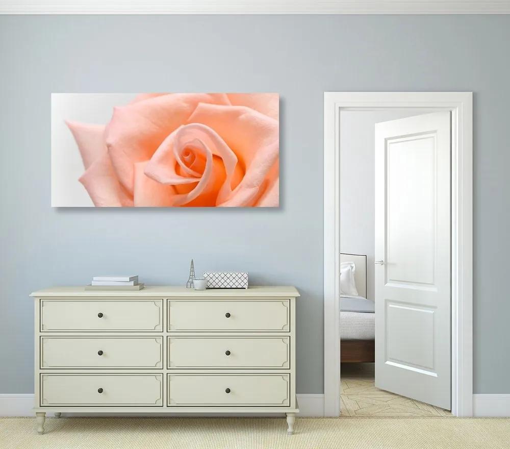 Obraz broskyňová ruža - 100x50