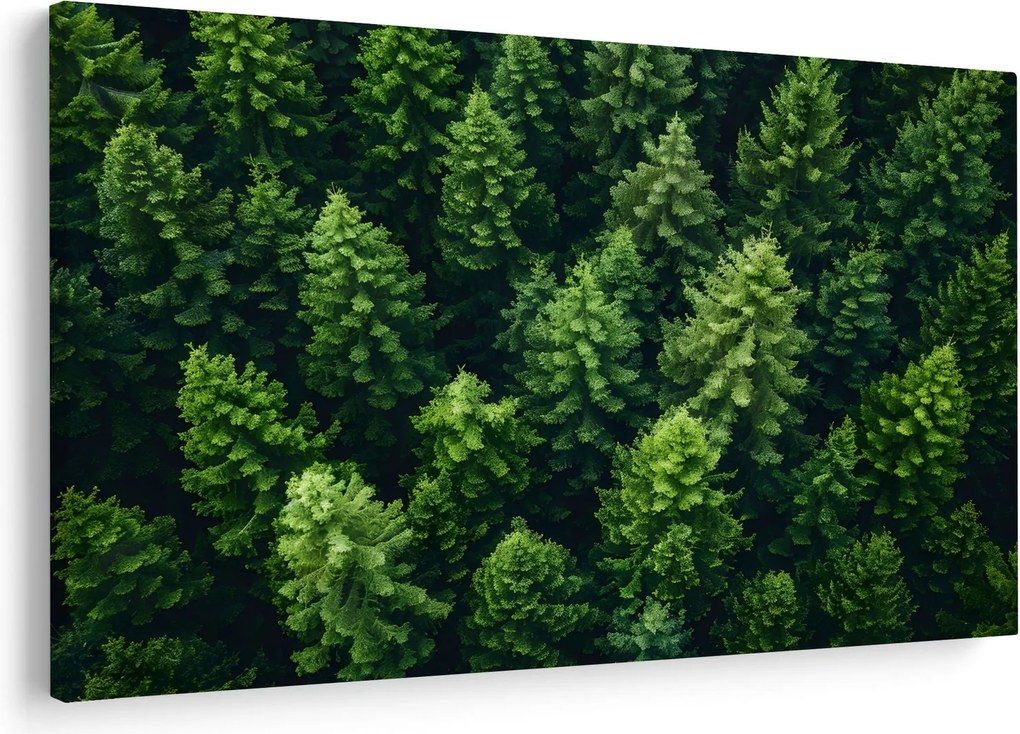 Obraz - Les (90x60 cm)